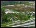 rice plantation
