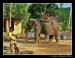 Fauna1