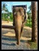 Fauna2