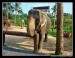 Fauna3