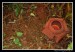 Rafflesia Arnoldii2